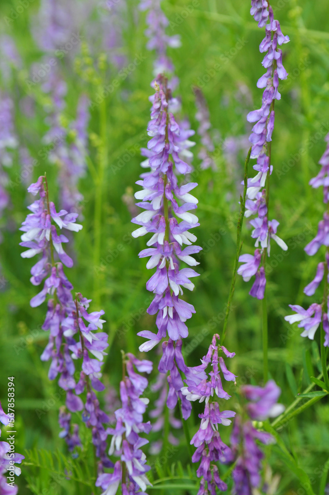 In the wild, thin-leaved peas (Vicia tenuifolia) blooms In the wild, thin-leaved peas (Vicia tenuifolia) blooms