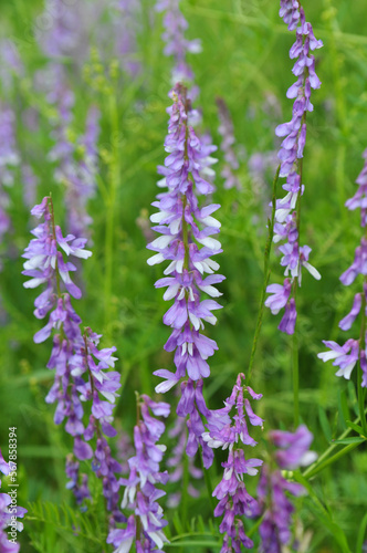 In the wild  thin-leaved peas  Vicia tenuifolia  blooms