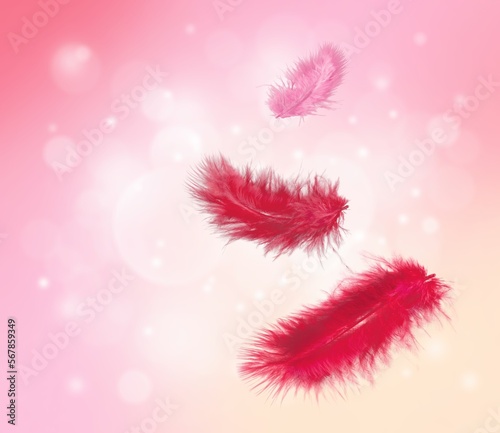 Fluffy feather in Viva Magenta modern color
