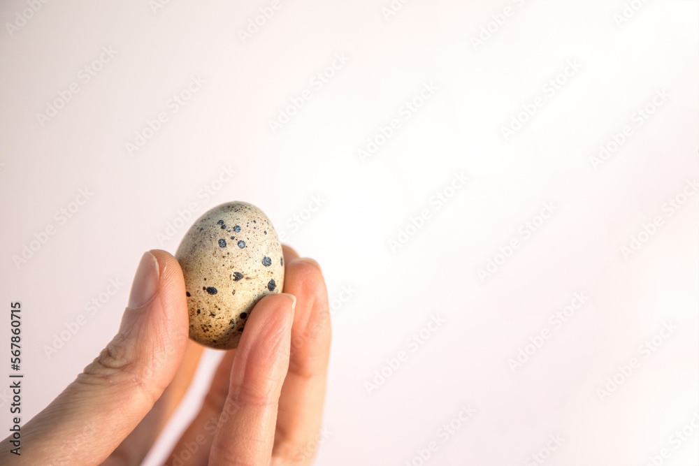 Closeup of person's hand holding a small quail egg isolated on white background. Fragility and protection concept. Copy space. Closeup of person's hand holding a small quail egg isolated on white background. Fragility and protection concept. Copy space.