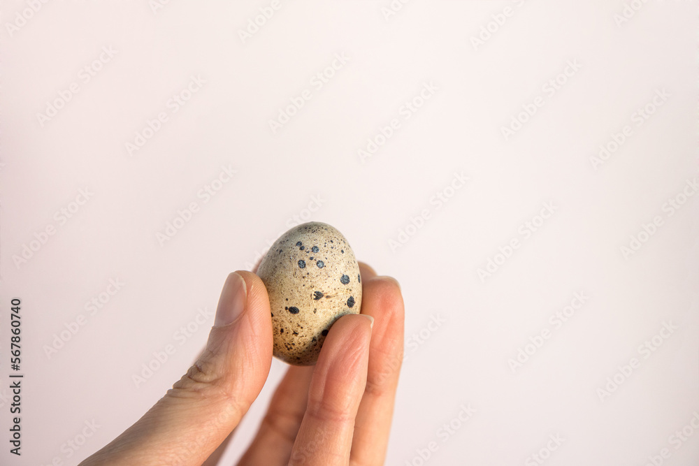 Closeup of person's hand holding a small quail egg isolated on white background. Fragility and protection concept. Copy space. Closeup of person's hand holding a small quail egg isolated on white background. Fragility and protection concept. Copy space.