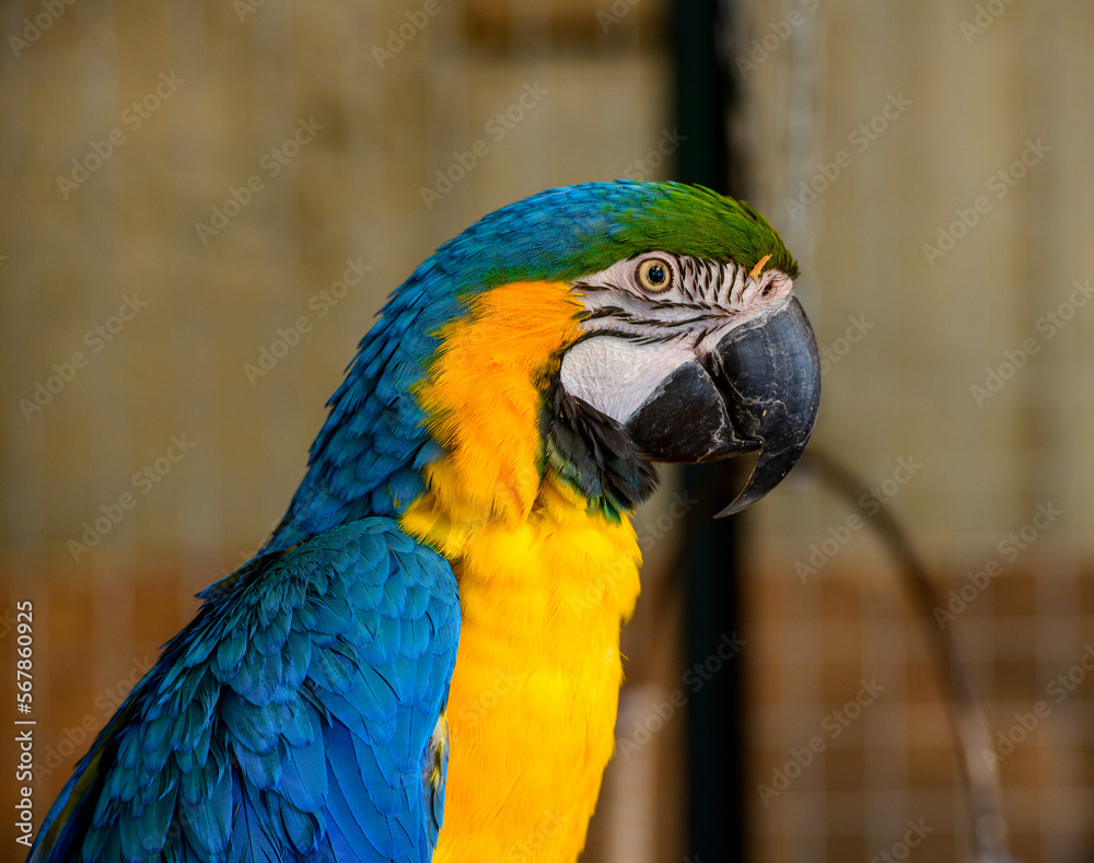 yellow-blue parrot close-up. portrait of a yellow-blue parrot yellow-blue parrot close-up. portrait of a yellow-blue parrot