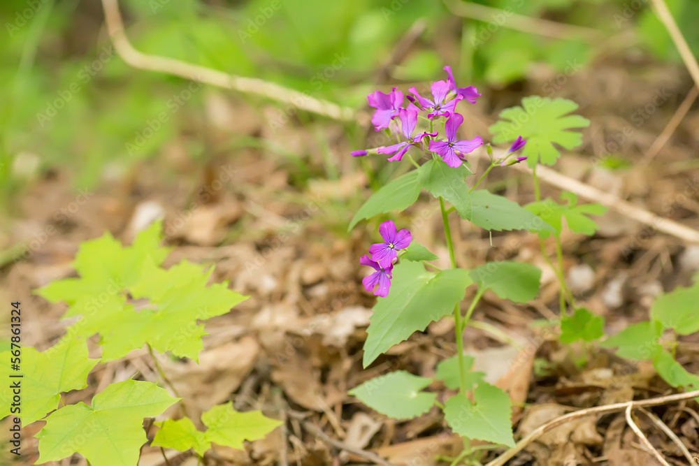 Lunaria, honesty, dollar plant, money-in-both-pockets, money plant, moneywort, moonwort, and silver dollar a flower with translucent fruits in the form of coins. Pink perennial flower. Lunaria, honesty, dollar plant, money-in-both-pockets, money plant, moneywort, moonwort, and silver dollar a flower with translucent fruits in the form of coins. Pink perennial flower.