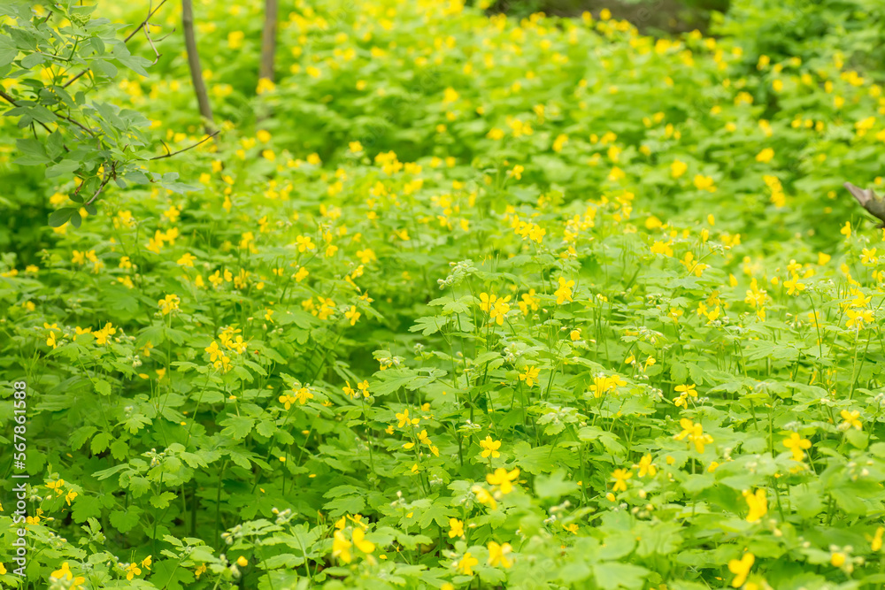 Fototapeta premium Chelidonium majus, nipplewort, swallowwort or tetterwort yellow flowers