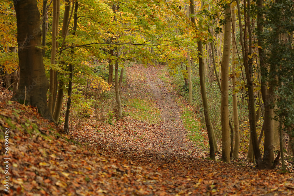 Footpath seen in woodland with leaf fall. Footpath seen in woodland with leaf fall.