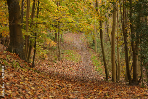 Footpath seen in woodland with leaf fall.