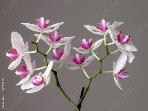 fresh orchid flower in pot with white leaves and purple flowers