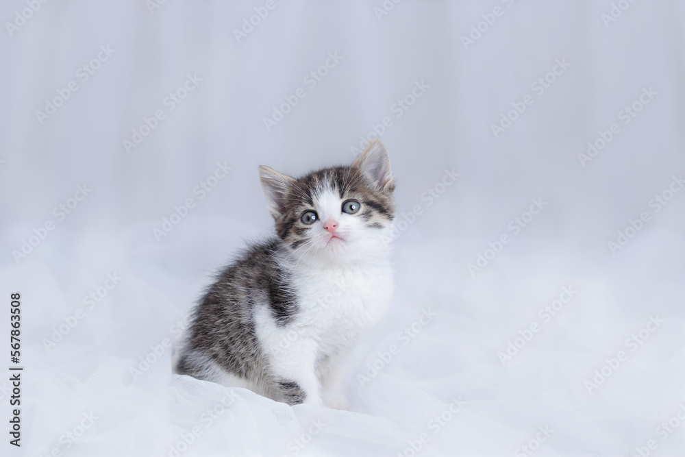 Close up portrait of a cute Kitten.  Tiny Kitten on a light background. Baby cat. Animal background. Tabby. Pets. Baby Kitten posing at camera. Pet care concept. Copy space. Dift. Valentine's day