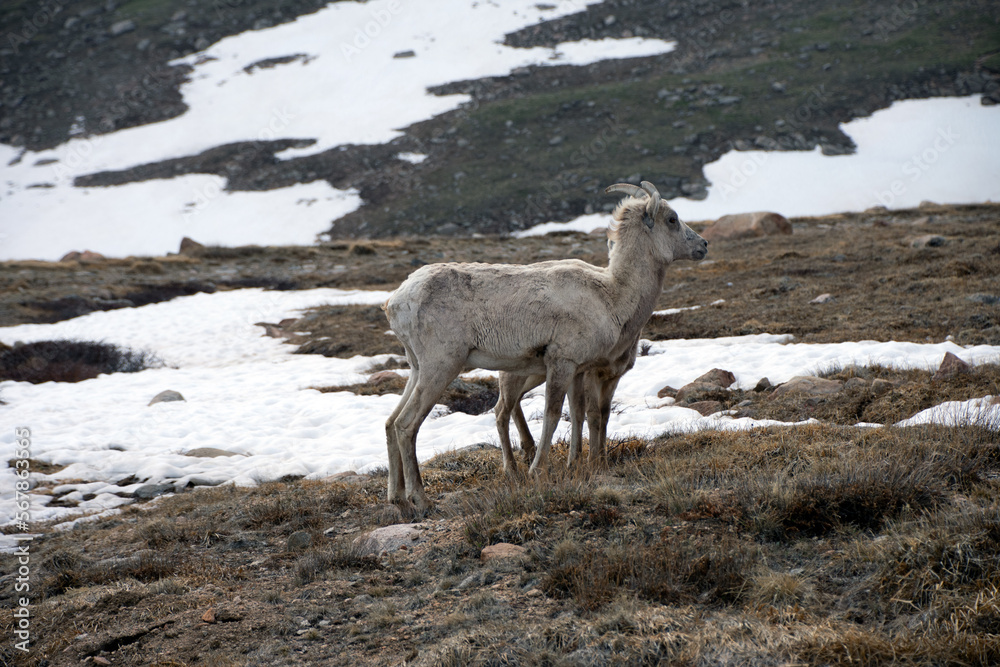 Fototapeta premium Young Bighorn At Mount Evans