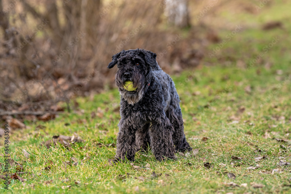 a dog with a tennis ball plays in the meadow, little black schnauzer