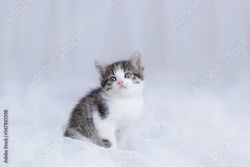 Close up portrait of a cute Kitten. Tiny Kitten on a light background. Baby cat. Animal background. Tabby. Pets. Baby Kitten posing at camera. Pet care concept. Copy space. Dift. Valentine's day