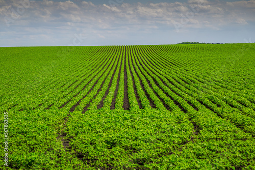 Bilde på lerret Soybean field ripening at spring season, agricultural landscape