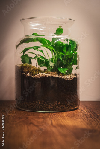 Forest in the jar