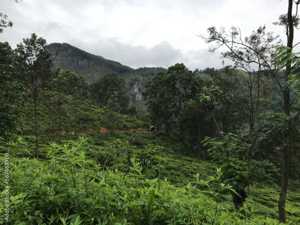 tea plantations in sri lanka