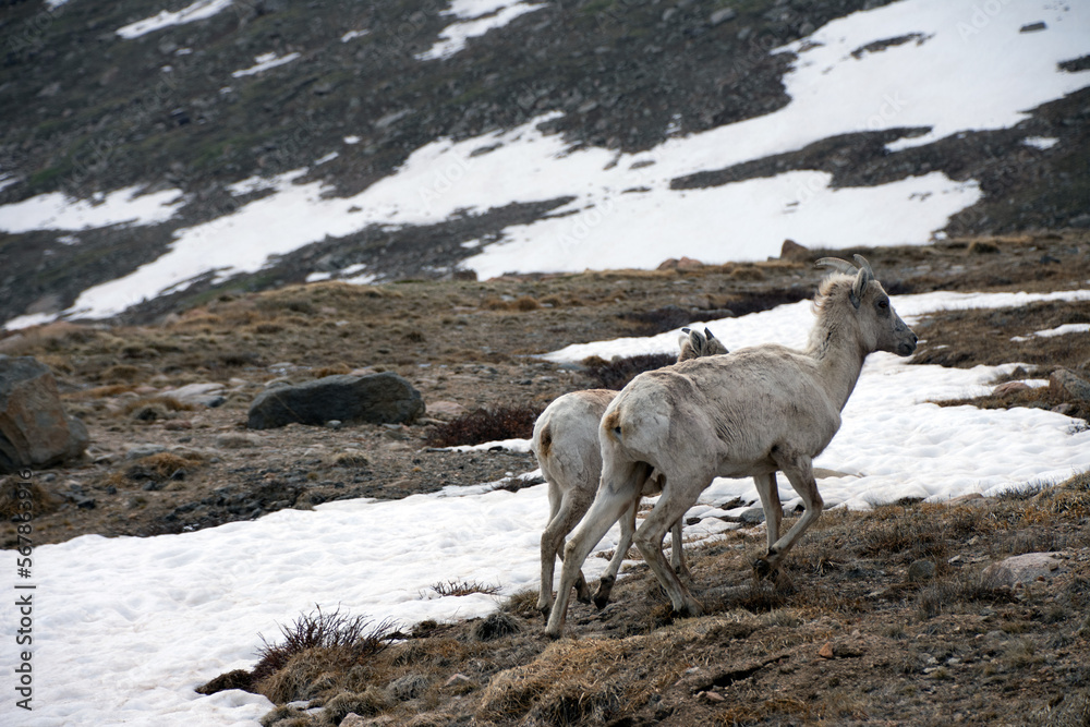 Naklejka premium Young Bighorn At Mount Evans