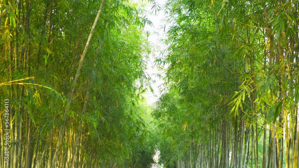 Japanese Bamboo Forest. Tall trees at Arashiyama in travel holidays vacation trip outdoors in Kyoto, Japan. Tall trees in natural park. Nature landscape background. Japanese Bamboo Forest. Tall trees at Arashiyama in travel holidays vacation trip outdoors in Kyoto, Japan. Tall trees in natural park. Nature landscape background.