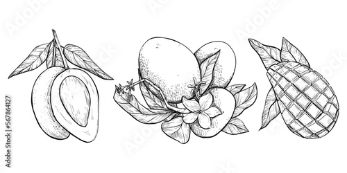 Hand drawing mango set. Botanical illustration. Food and fruits