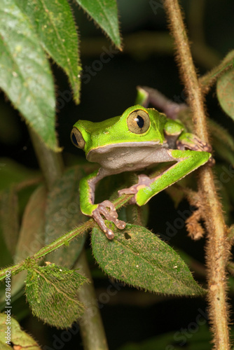  White-lined Leaf Frog (Phyllomedusa vaillantii), Orellana, Ecuador photo