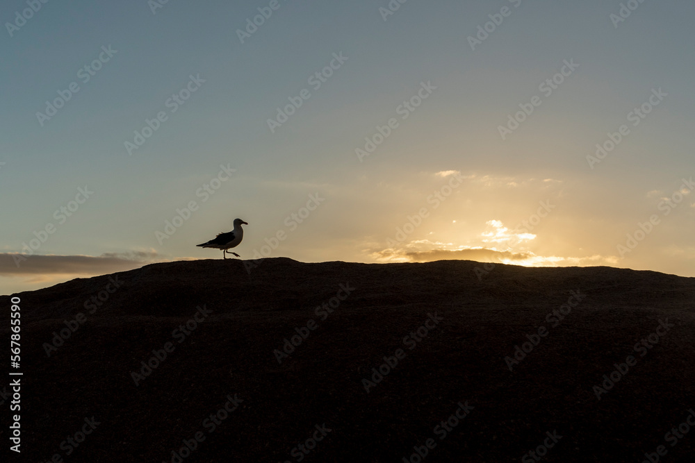 Herring Gull; Larus argentatus, on the sea wall at sunrise Norfolk, March
