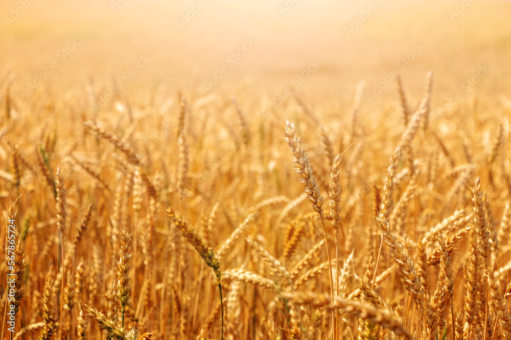 Wheat field with ripe ears in sunlight. Cultivation of wheat