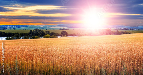 Wheat field near the river  forest in the distance and picturesque cloudy sky during sunset. Rural landscape with a wheat field near the river