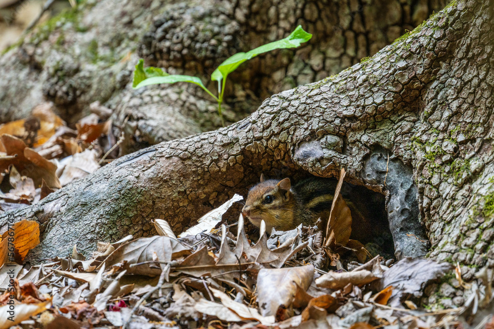 Obraz premium chipmunk hiding in a tree trunk
