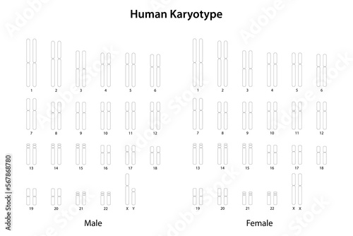 Wallpaper Mural Human Karyotype (male and female) Torontodigital.ca