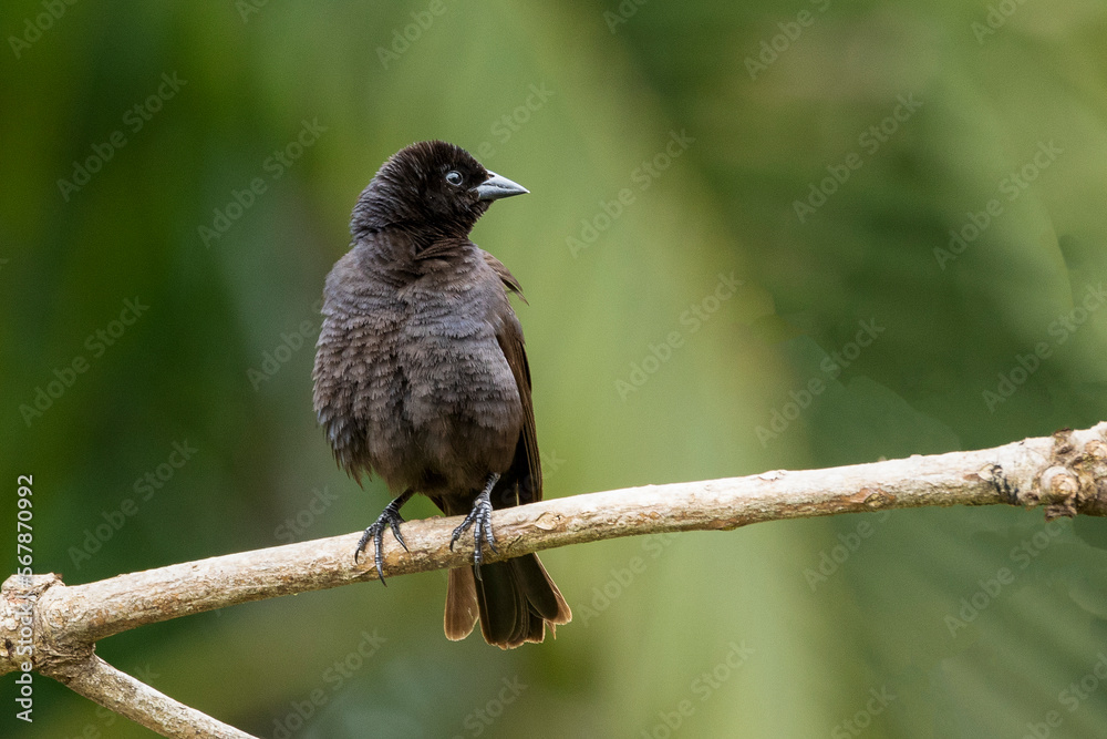 Naklejka premium The Shiny Cowbird also Know as Chupim or Mirlo. All the beauty and the presence of the most typical black bird in Brazil. Species Molothrus bonariensis. Birdwatcher. Birding