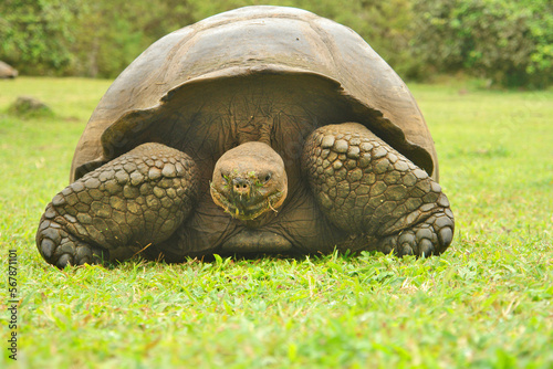 Turtle on Santa Cruz Island, Galapagos