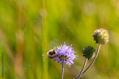 insect on a light purple blossom of field scabiosa