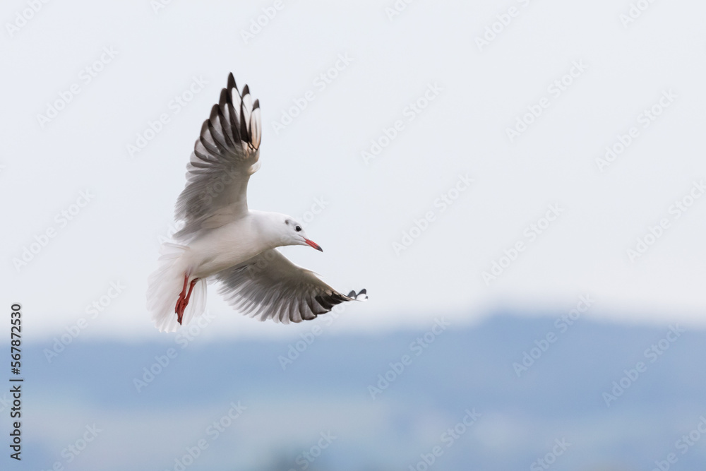 seagull with beautifully curved wings flies through the air seagull with beautifully curved wings flies through the air