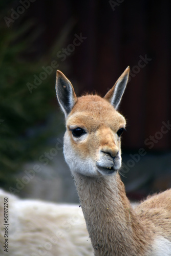 Obraz na płótnie Close up portrait of alpaca w salonie