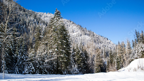 Snow covered Mountains and Pine Trees