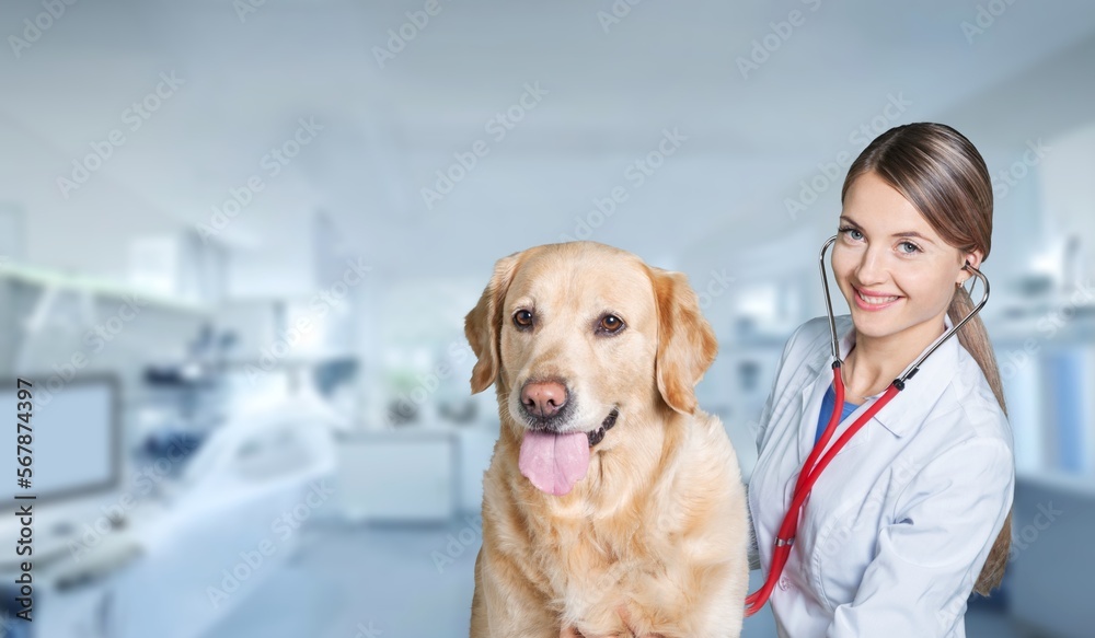 Medicine concept, veterinarian doctor and dog in vet clinic Medicine concept, veterinarian doctor and dog in vet clinic