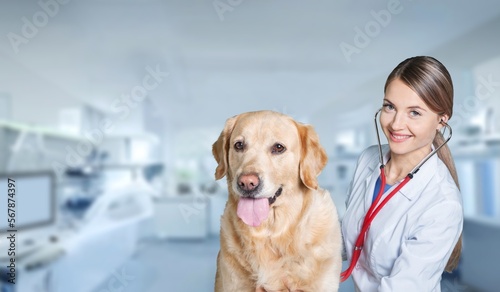 Medicine concept, veterinarian doctor and dog in vet clinic