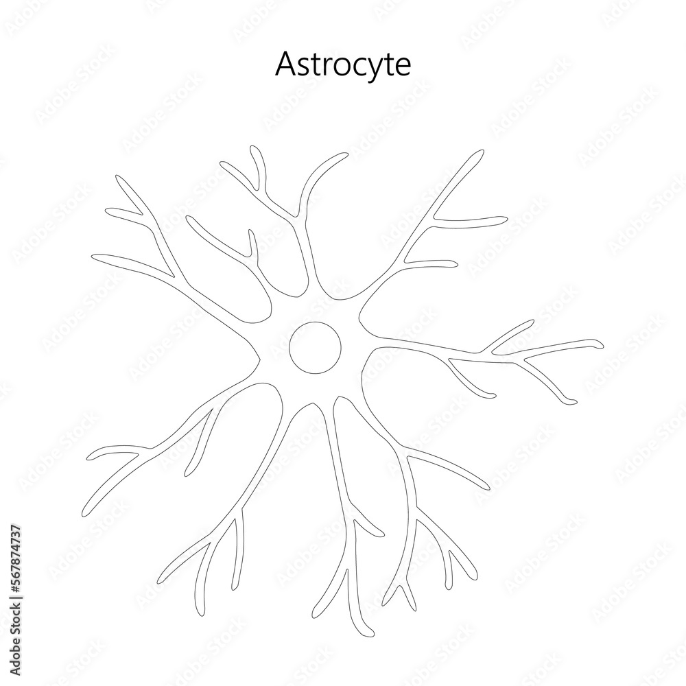 Astrocyte. Glial cell. Black and white illustration. Astrocyte. Glial cell. Black and white illustration.