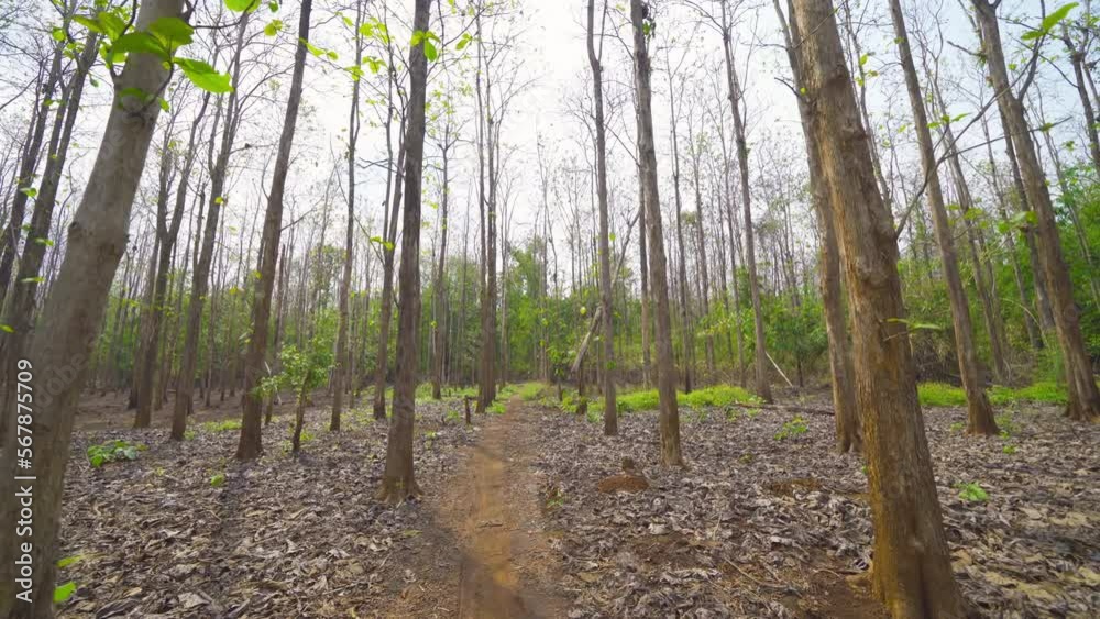 Tree tunnel in rubber plantation, Phuket, Thailand. Way through garden park in summer season. Nature landscape background Tree tunnel in rubber plantation, Phuket, Thailand. Way through garden park in summer season. Nature landscape background