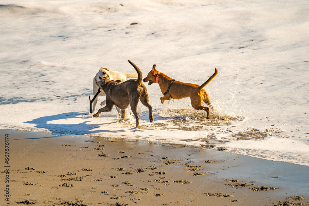 Three dogs playing with a stick on the beach. Three dogs playing with a stick on the beach.