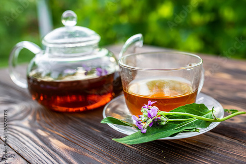 Kettle with herbal tea and fresh leaves Matthiola incana, Brompton stock, common stock, hoary stock, ten-week stock, and gilly-flower tea with fresh quotes, which can give an antiseptic effect