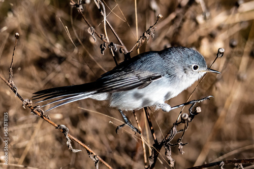 gnatcatcher photo