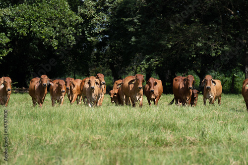 Grupo de vacas de la raza brahman rojo caminando en la finca photo