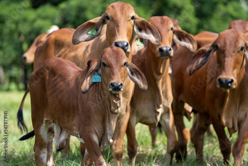 Ternero mirando hacia la cámara mientras camina en un grupo de vacas de la raza brahman rojo