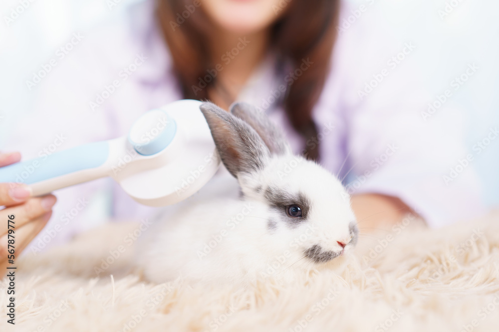Asian female exotic veterinarian grooming and taking care a lovely cute little bunny in vet hospital. Asian female exotic veterinarian grooming and taking care a lovely cute little bunny in vet hospital.