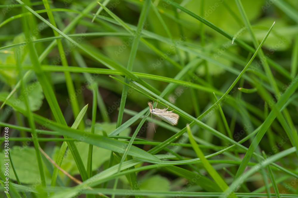 Moth Agriphila Straminella sitting an grass straw Moth Agriphila Straminella sitting an grass straw