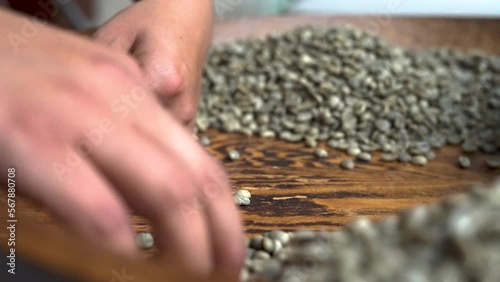 Manos seleccionando granos de café