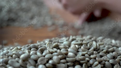 selección manual y tradicional del grano de café