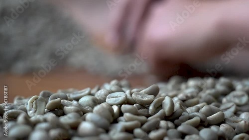 selección de granos de café a mano