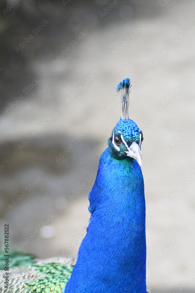 Portrait of a peacock
