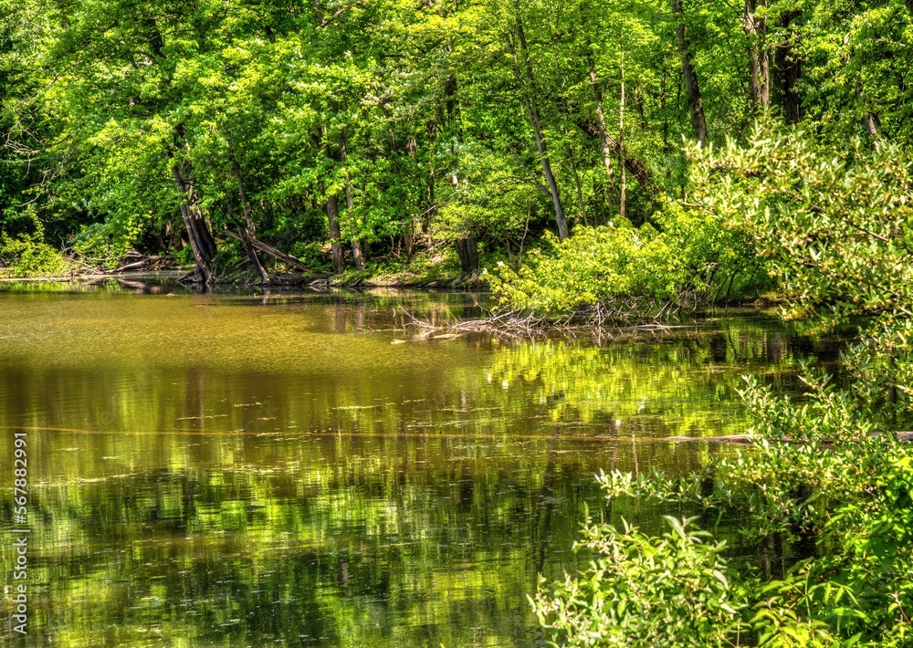 Pond in Woods at Huron River Park Michigan Scenic