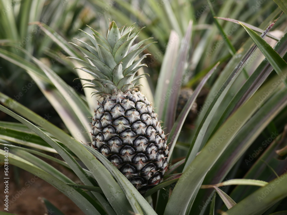 pineapple in the garden. Pineapple fruit on the tree. agriculture